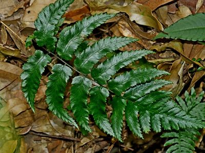 Diplazium fauriei, photographed by Jacy Chen