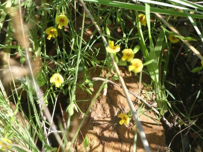 Zornia linearis, photographed by Innes Buchner