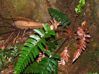 Polystichum biaristatum, photographed by Jacy Chen