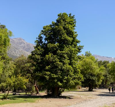 Cryptocarya alba, photographed by Nicolás Villaseca Merino