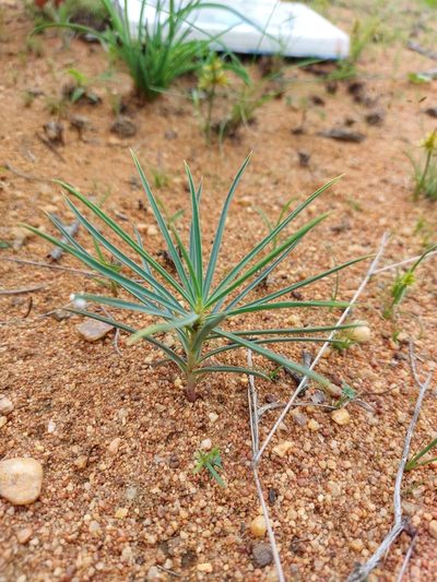 Euphorbia trichadenia, photographed by Manuel R Popp