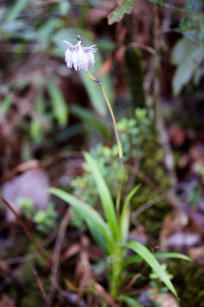 Burmannia longifolia, photographed by Shawn O'Donnell