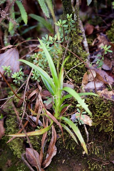 Burmannia longifolia, photographed by Shawn O'Donnell
