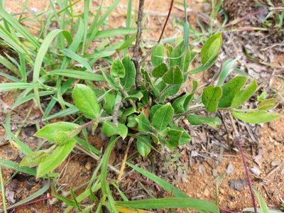 Combretum apiculatum