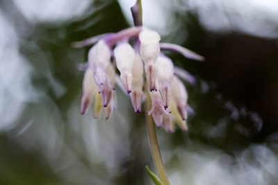 Burmannia longifolia, photographed by Shawn O'Donnell