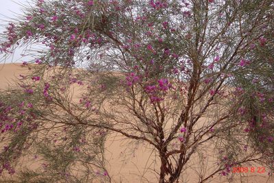 Corethrodendron scoparium, photographed by Chao Shi