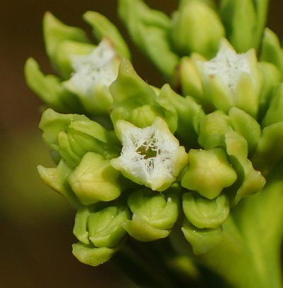 Thesium umbelliferum, photographed by Nicola van Berkel