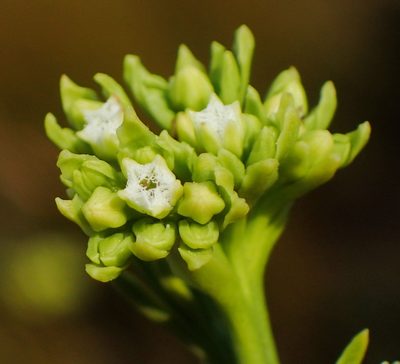 Thesium umbelliferum, photographed by Nicola van Berkel
