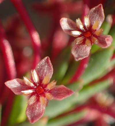 Struthiola macowanii, photographed by Nicola van Berkel