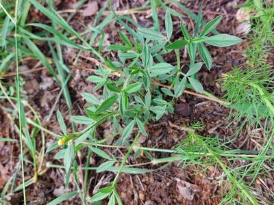 Stylosanthes fruticosa, photographed by Manuel R Popp