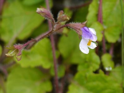 Mazus surculosus, photographed by Dinesh Valke