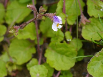 Mazus surculosus, photographed by Dinesh Valke