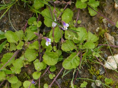Mazus surculosus, photographed by Dinesh Valke