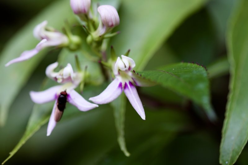 Lobelia borneensis, photographed by Shawn O'Donnell