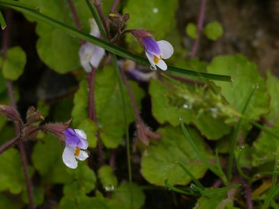 Mazus surculosus, photographed by Dinesh Valke
