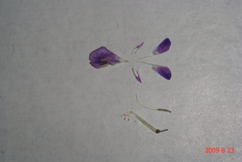 Corethrodendron scoparium, photographed by Chao Shi