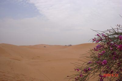 Corethrodendron scoparium, photographed by Chao Shi