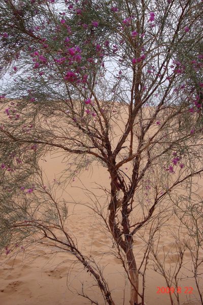 Corethrodendron scoparium, photographed by Chao Shi