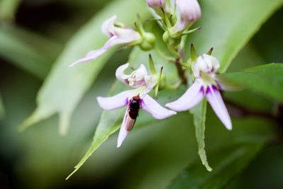 Lobelia borneensis, photographed by Shawn O'Donnell