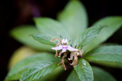 Lobelia borneensis, photographed by Shawn O'Donnell