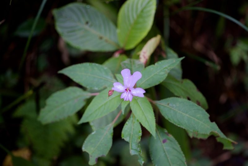 Impatiens kinabaluensis, photographed by Shawn O'Donnell