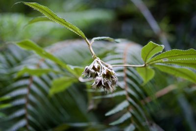 Rubus lineatus, photographed by Shawn O'Donnell