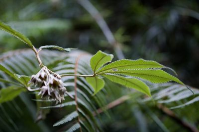 Rubus lineatus, photographed by Shawn O'Donnell
