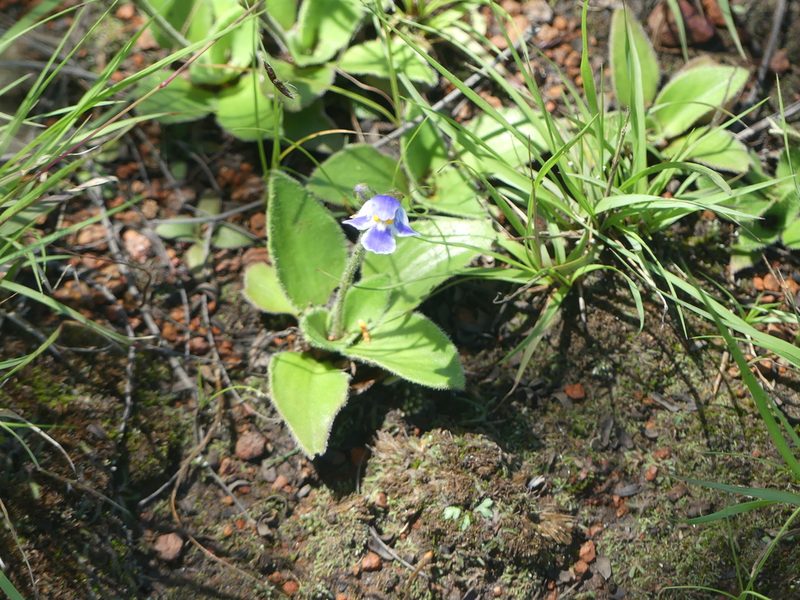 Craterostigma plantagineum, photographed by Innes Buchner