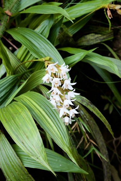 Coelogyne papillosa, photographed by Shawn O'Donnell