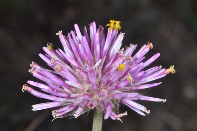 Gomphrena pulchella, photographed by aacocucci