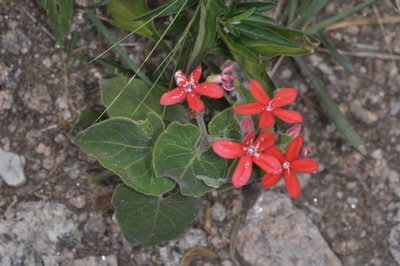 Oxypetalum coccineum, photographed by aacocucci