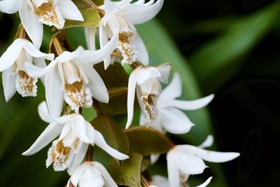 Coelogyne papillosa, photographed by Shawn O'Donnell