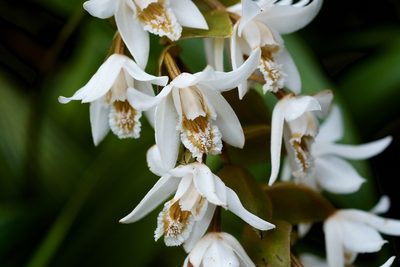 Coelogyne papillosa, photographed by Shawn O'Donnell