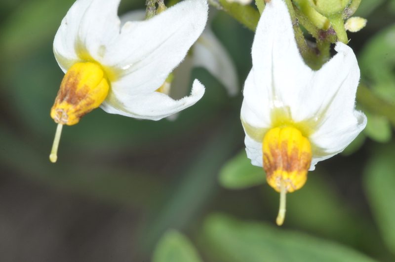 Solanum chacoense, photographed by aacocucci