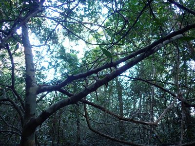 Streblus ilicifolius, photographed by luluchouette