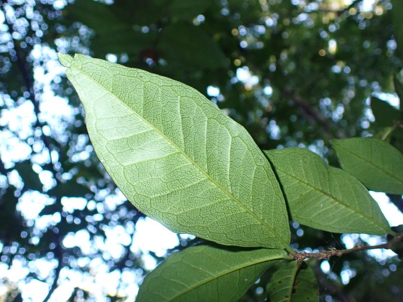Streblus ilicifolius, photographed by luluchouette