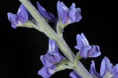 Grimolobium higuerilla, photographed by aacocucci
