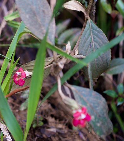 Cyrtandra clarkei, photographed by Shawn O'Donnell