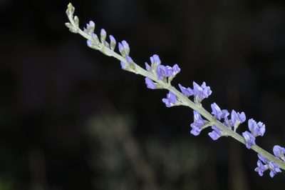 Grimolobium higuerilla, photographed by aacocucci