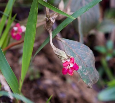Cyrtandra clarkei, photographed by Shawn O'Donnell