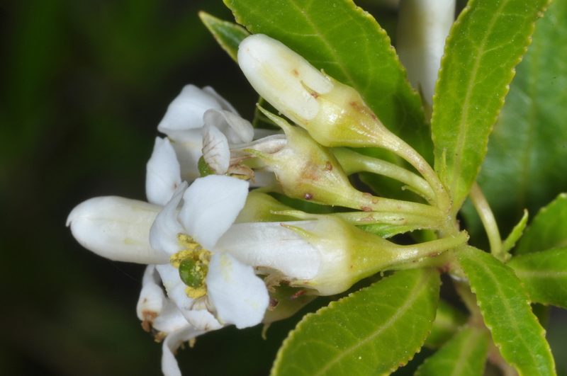 Escallonia cordobensis, photographed by aacocucci
