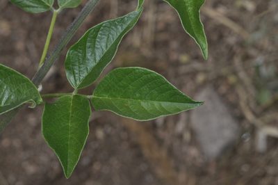 Grimolobium higuerilla, photographed by aacocucci