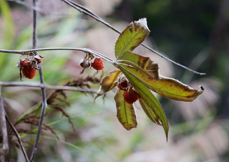 Rubus lineatus, photographed by Shawn O'Donnell