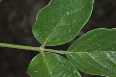 Grimolobium higuerilla, photographed by aacocucci