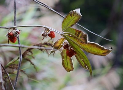 Rubus lineatus, photographed by Shawn O'Donnell