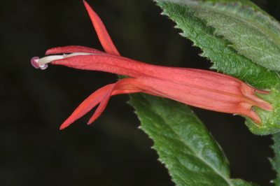 Siphocampylus foliosus, photographed by aacocucci