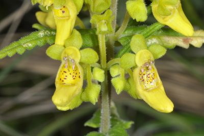 Calceolaria teucrioides, photographed by aacocucci