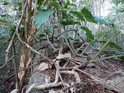 Epipremnum giganteum, photographed by luluchouette