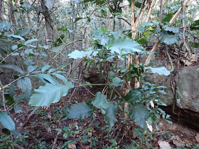 Epipremnum giganteum, photographed by luluchouette