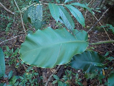 Epipremnum giganteum, photographed by luluchouette